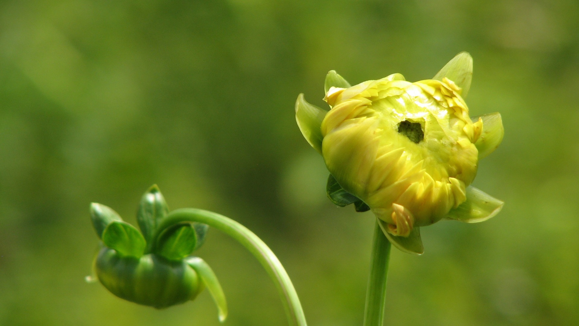 Dahlia Blumen HD Wallpaper (1) #6 - 1920x1080