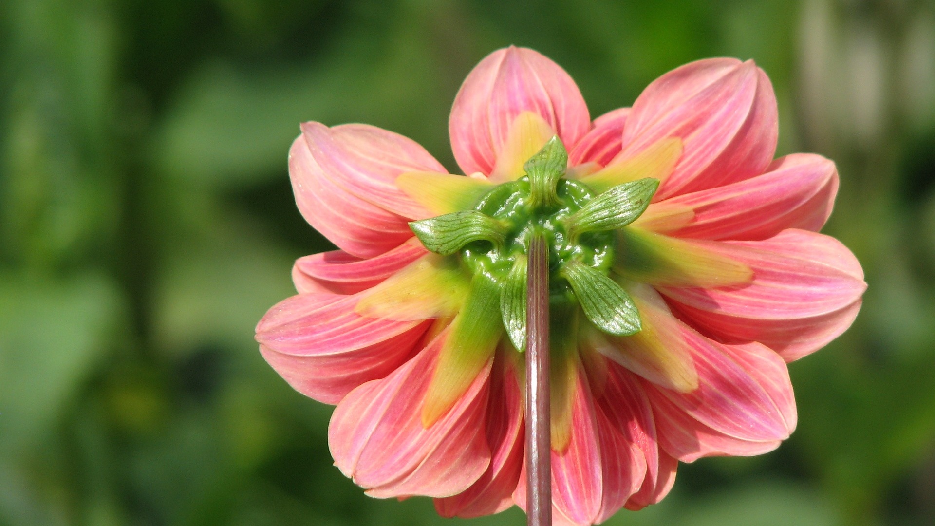Dahlia 大麗花 高清壁紙(一) #9 - 1920x1080