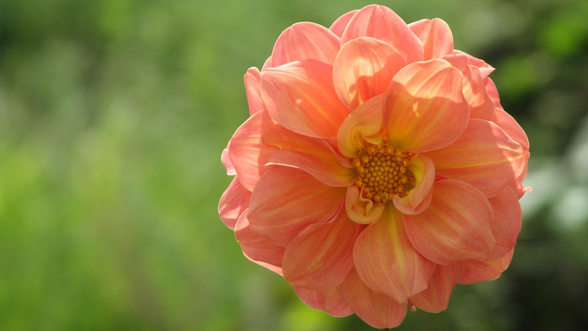 Dahlia flowers HD wallpaper (1) #12 - 1920x1080