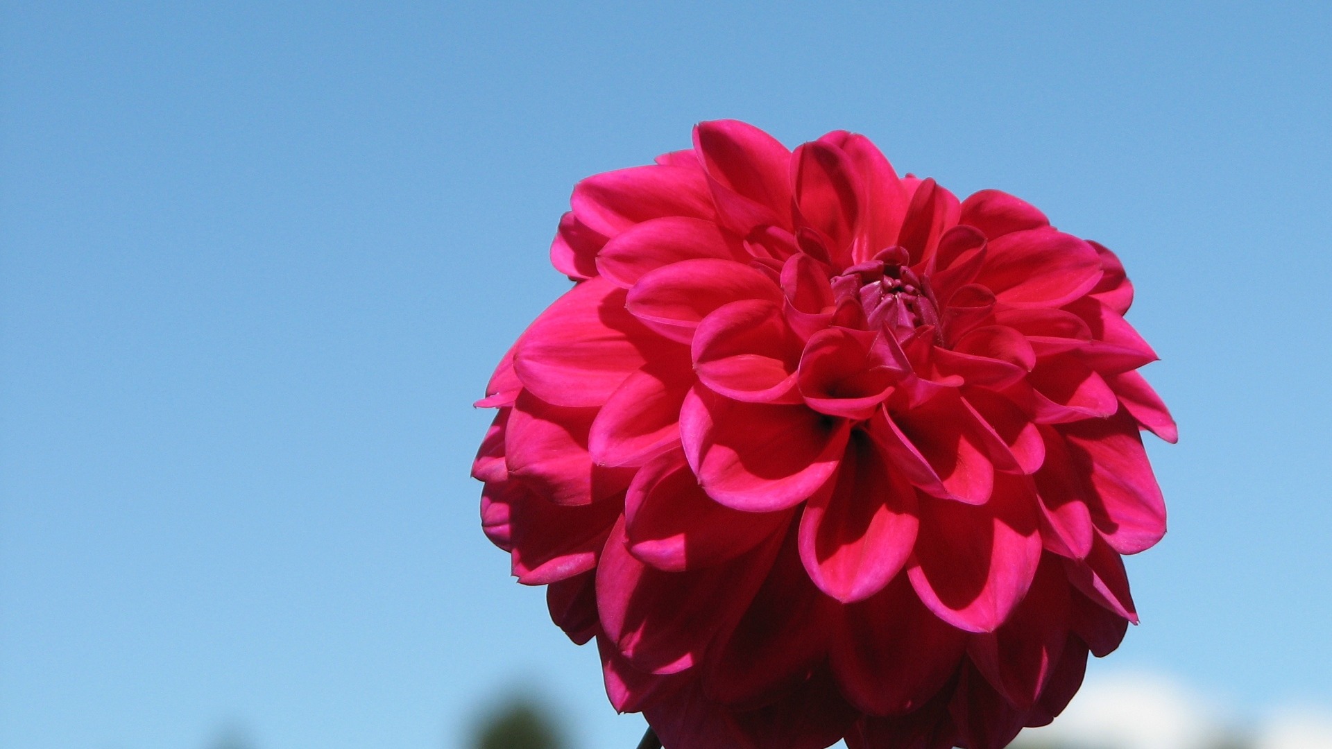 Dahlia 大麗花 高清壁紙(一) #14 - 1920x1080