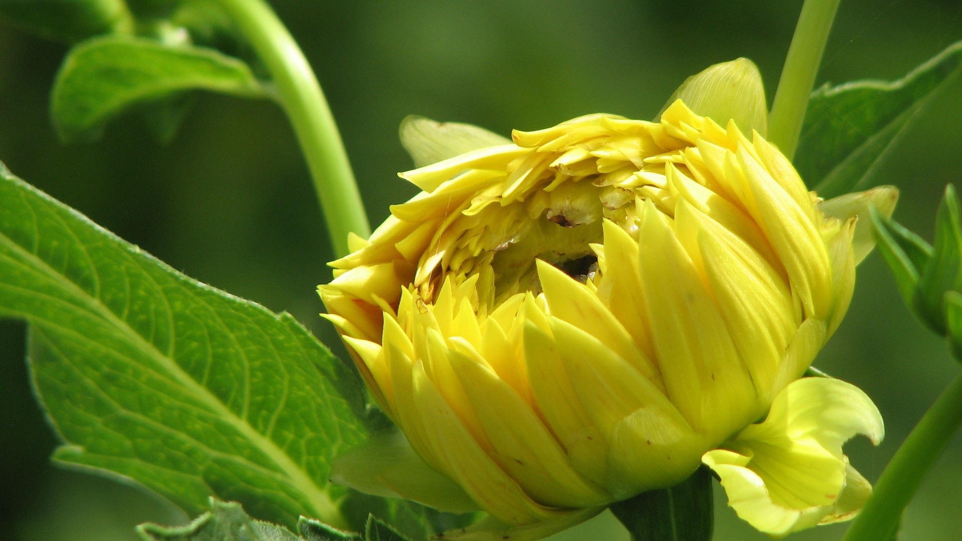 Dahlia fleurs wallpaper HD (2) #2 - 1920x1080