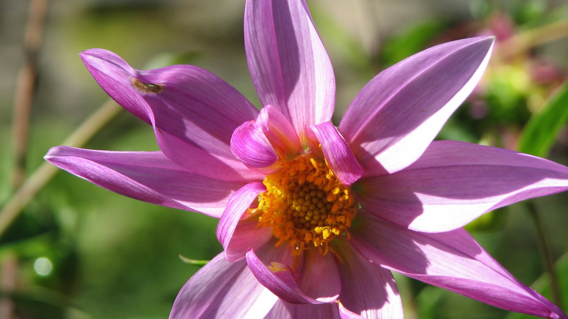 Dahlia fleurs wallpaper HD (2) #12 - 1920x1080