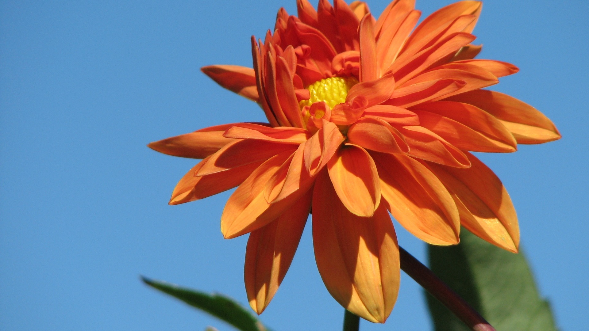 Dahlia 大麗花 高清壁紙(二) #14 - 1920x1080
