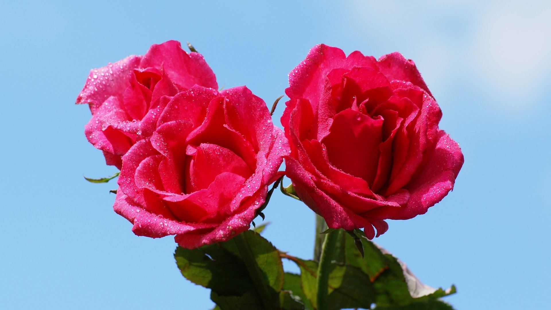 Rose Photo Wallpaper (6) #18 - 1920x1080