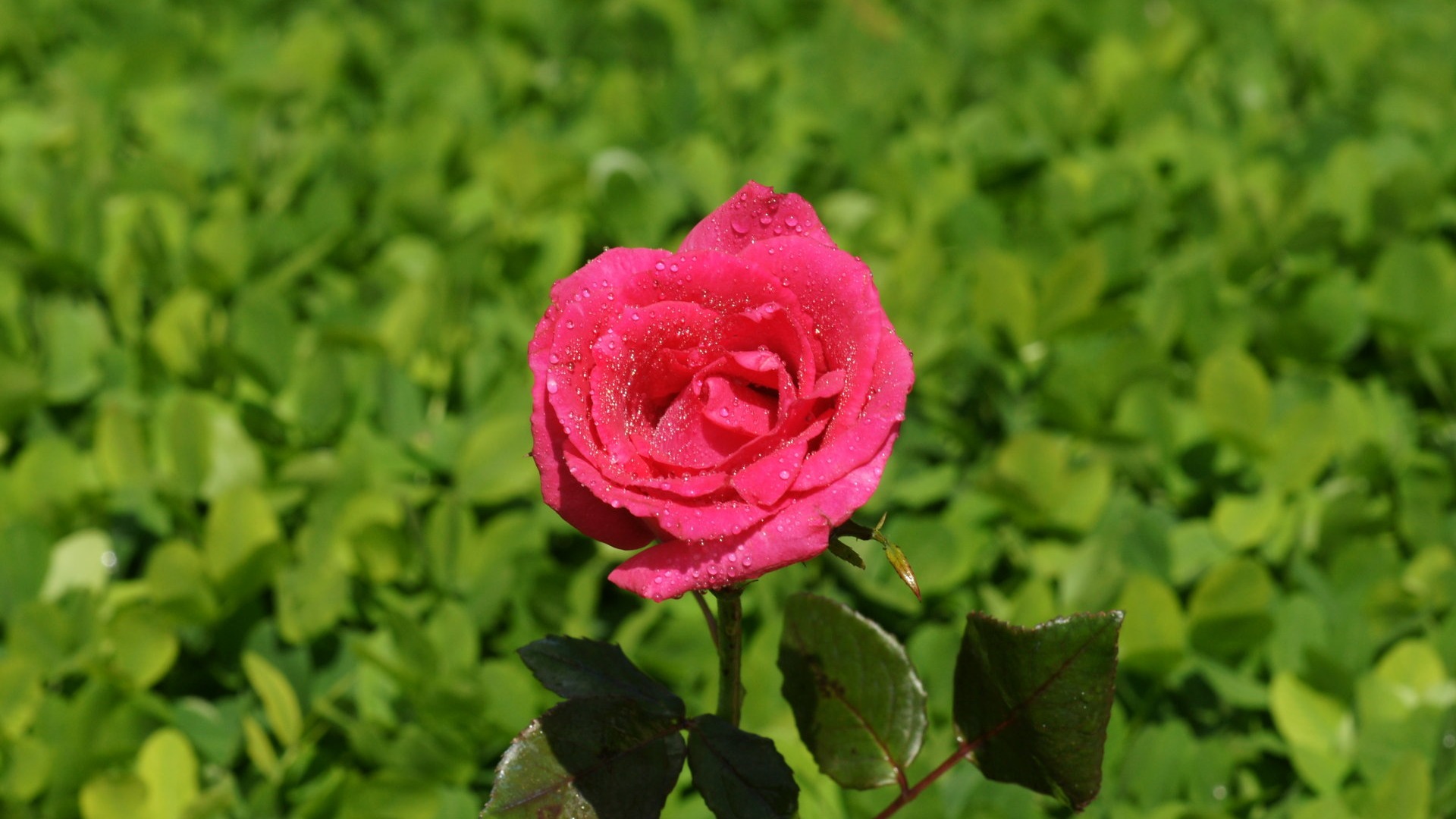 Rose Foto tapety (9) #17 - 1920x1080