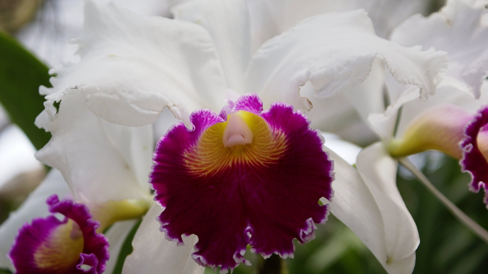 Orchidej tapety foto (1) #17 - 1920x1080