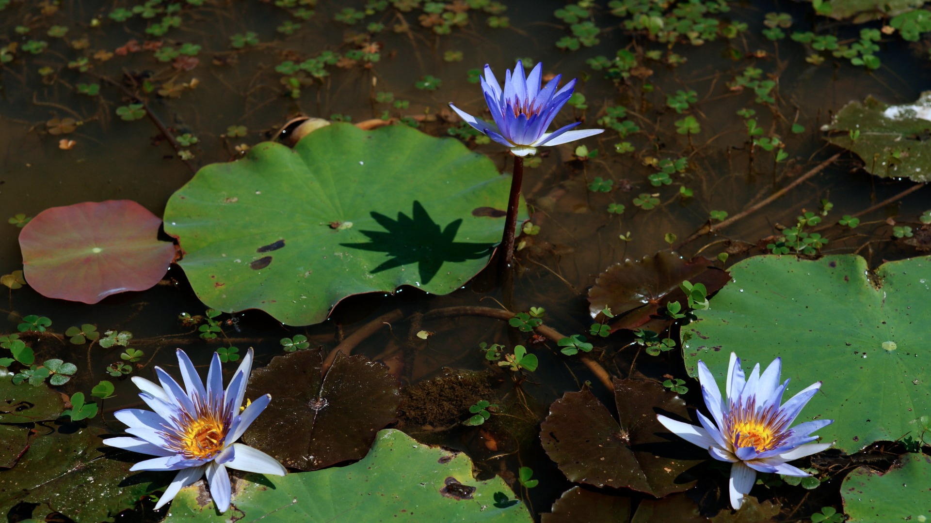 Lotus fondos de escritorio de la foto (1) #3 - 1920x1080