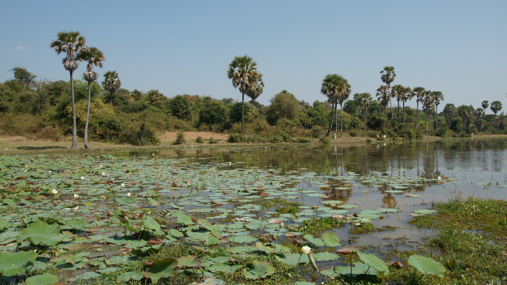 Lotus photo wallpaper (1) #14 - 1920x1080