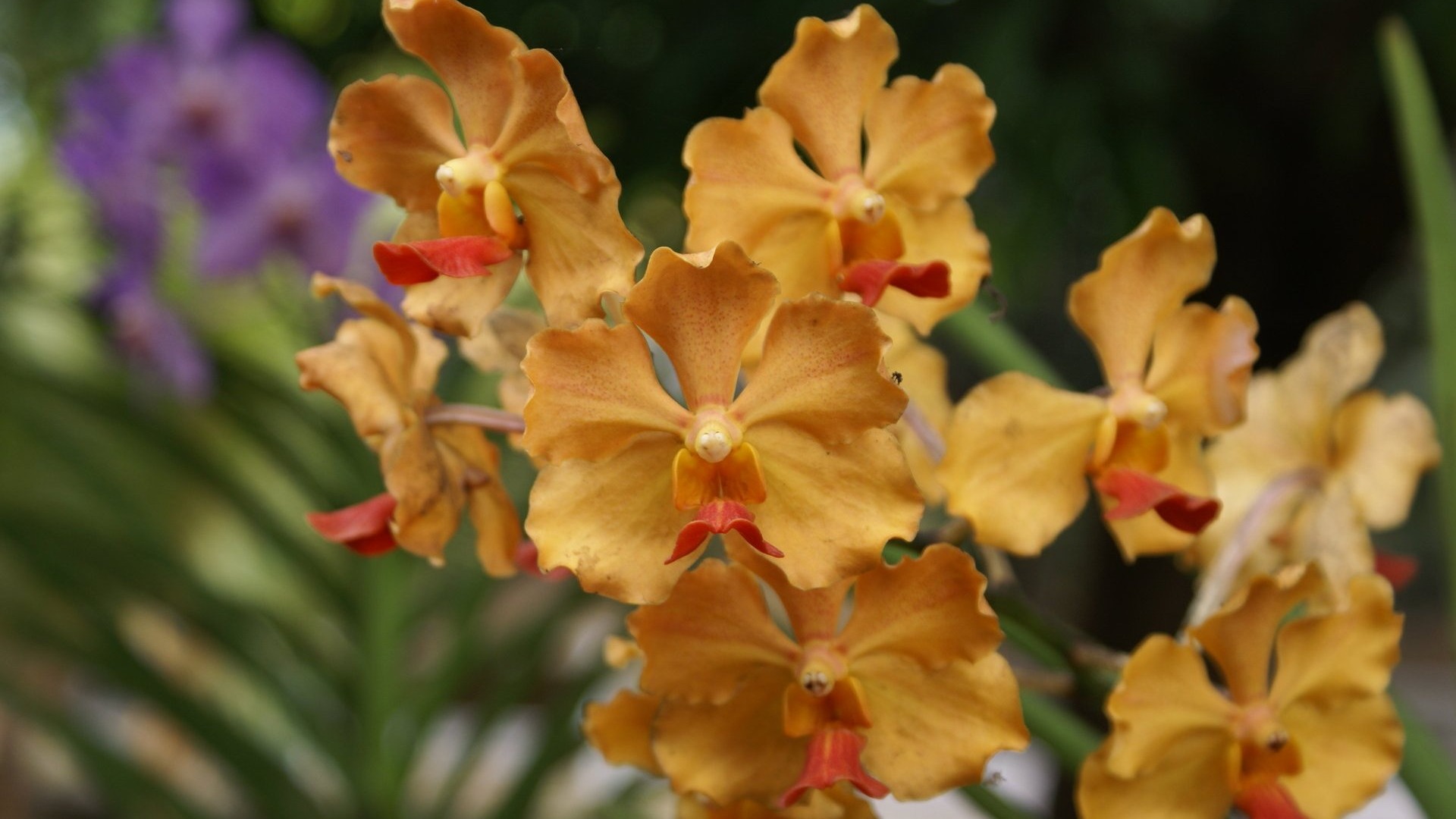 Orchidej tapety foto (2) #5 - 1920x1080