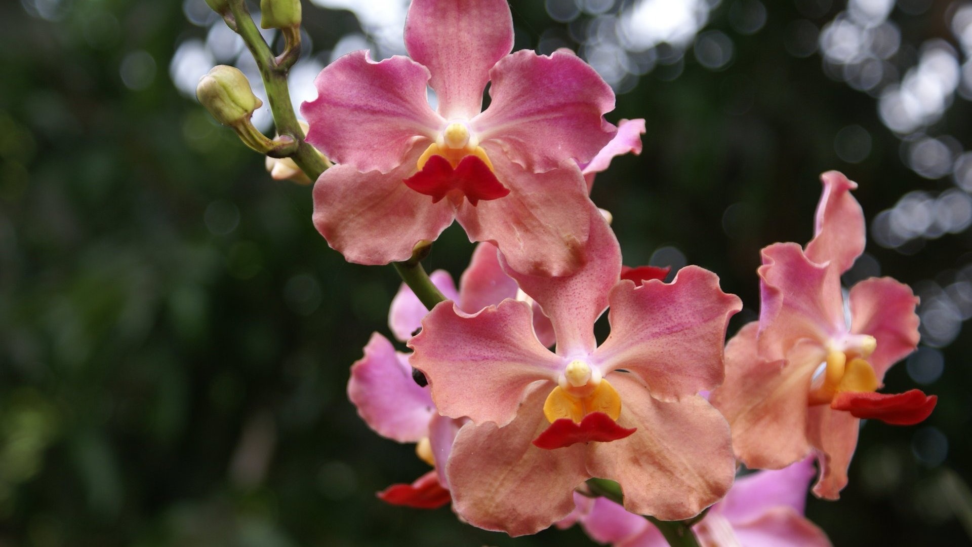 Orquídea foto de fondo de pantalla (2) #9 - 1920x1080