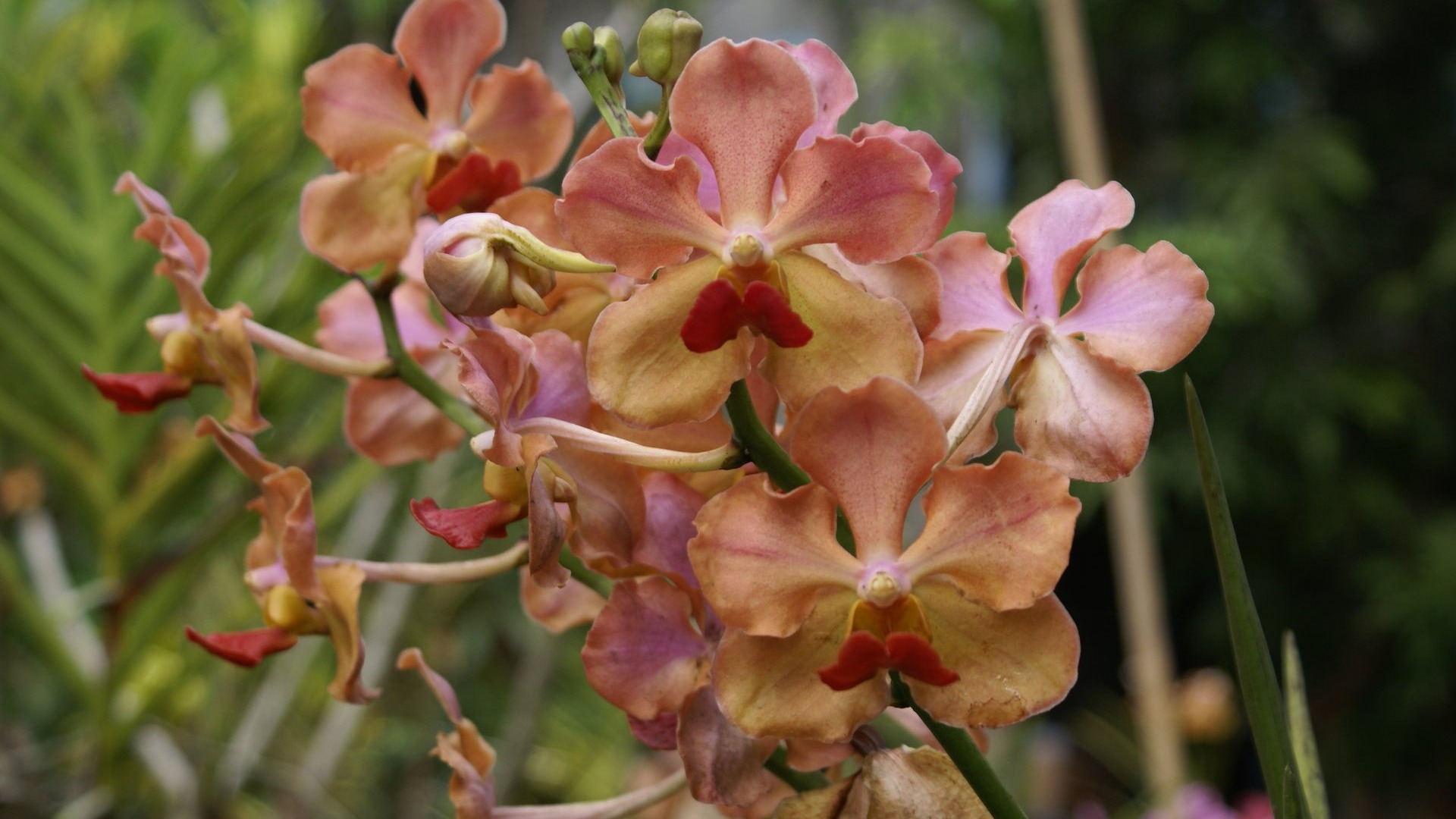 Orchidej tapety foto (2) #10 - 1920x1080