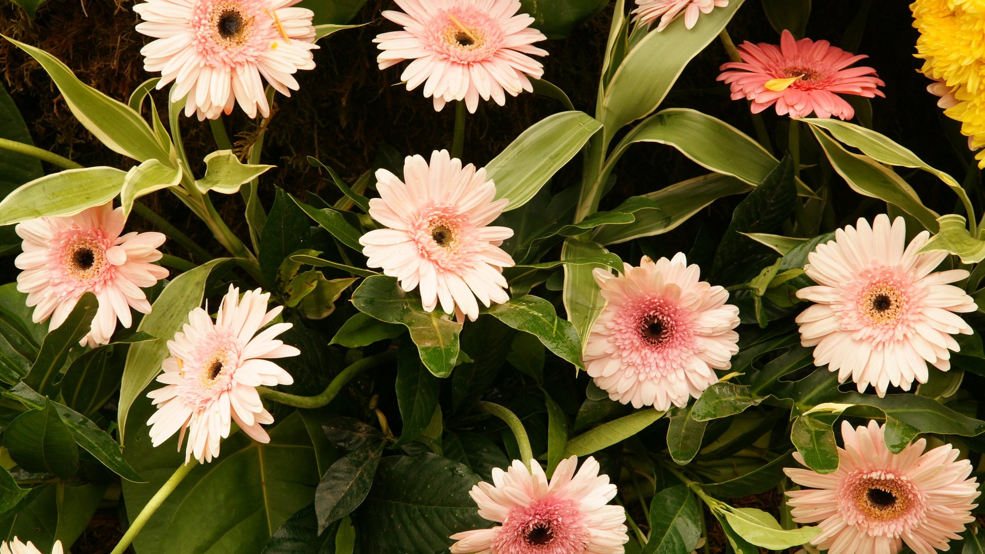 fleurs colorées décorent fond d'écran (2) #1 - 1920x1080