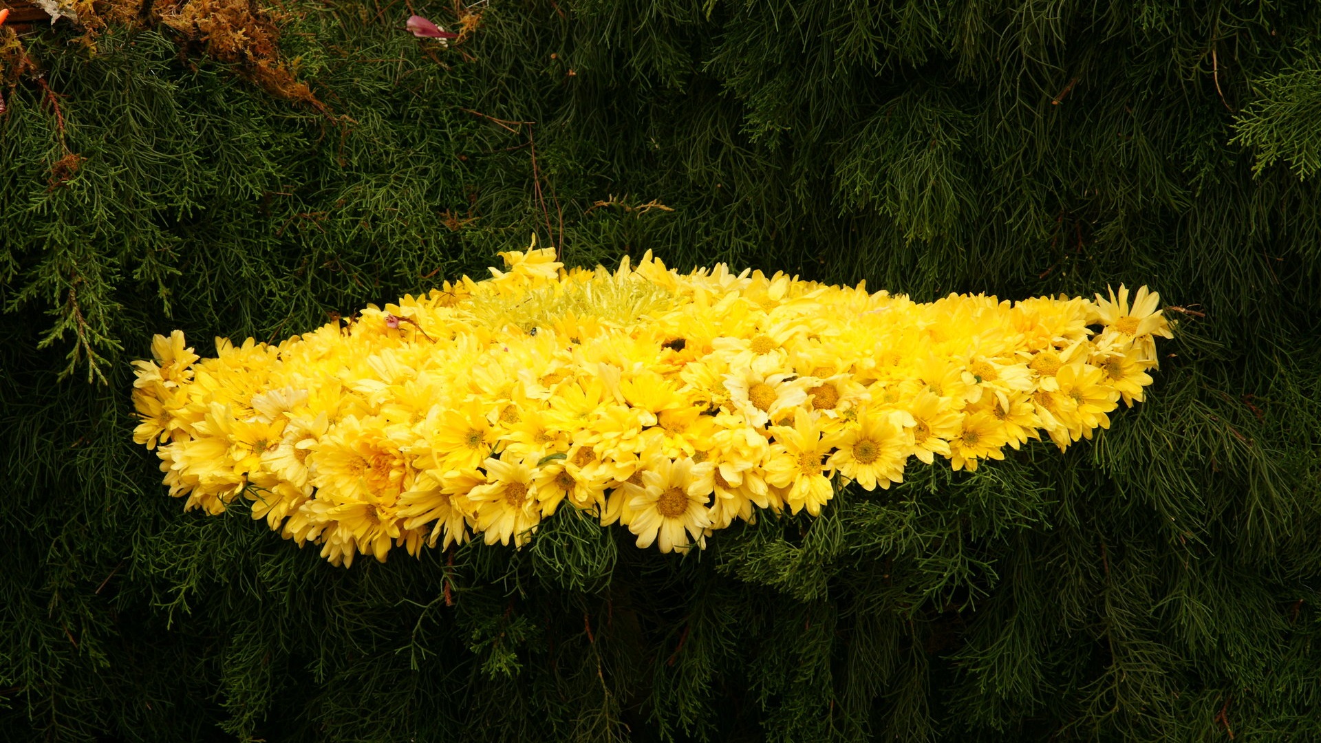 七彩花朵裝飾 壁紙(三) #5 - 1920x1080