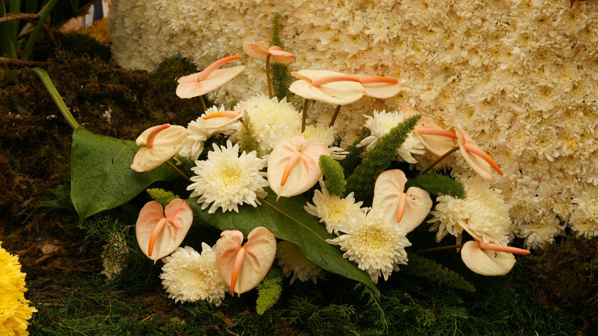 Bunte Blumen schmücken Tapete (3) #8 - 1920x1080
