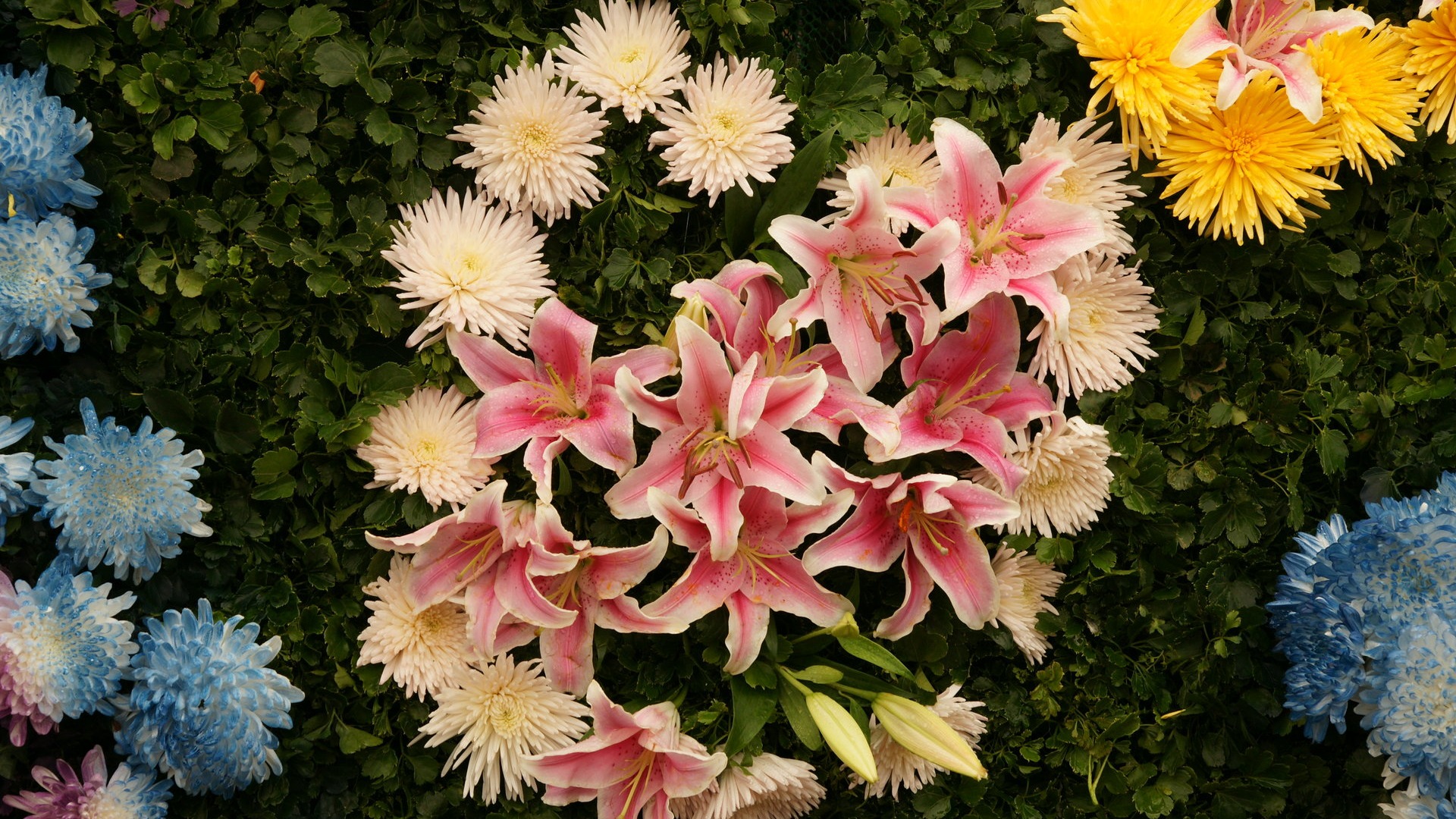 fleurs colorées décorent fond d'écran (4) #4 - 1920x1080