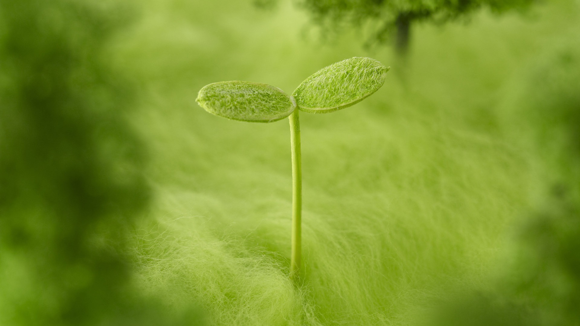 Green and Natural Wallpaper (1) #13 - 1920x1080