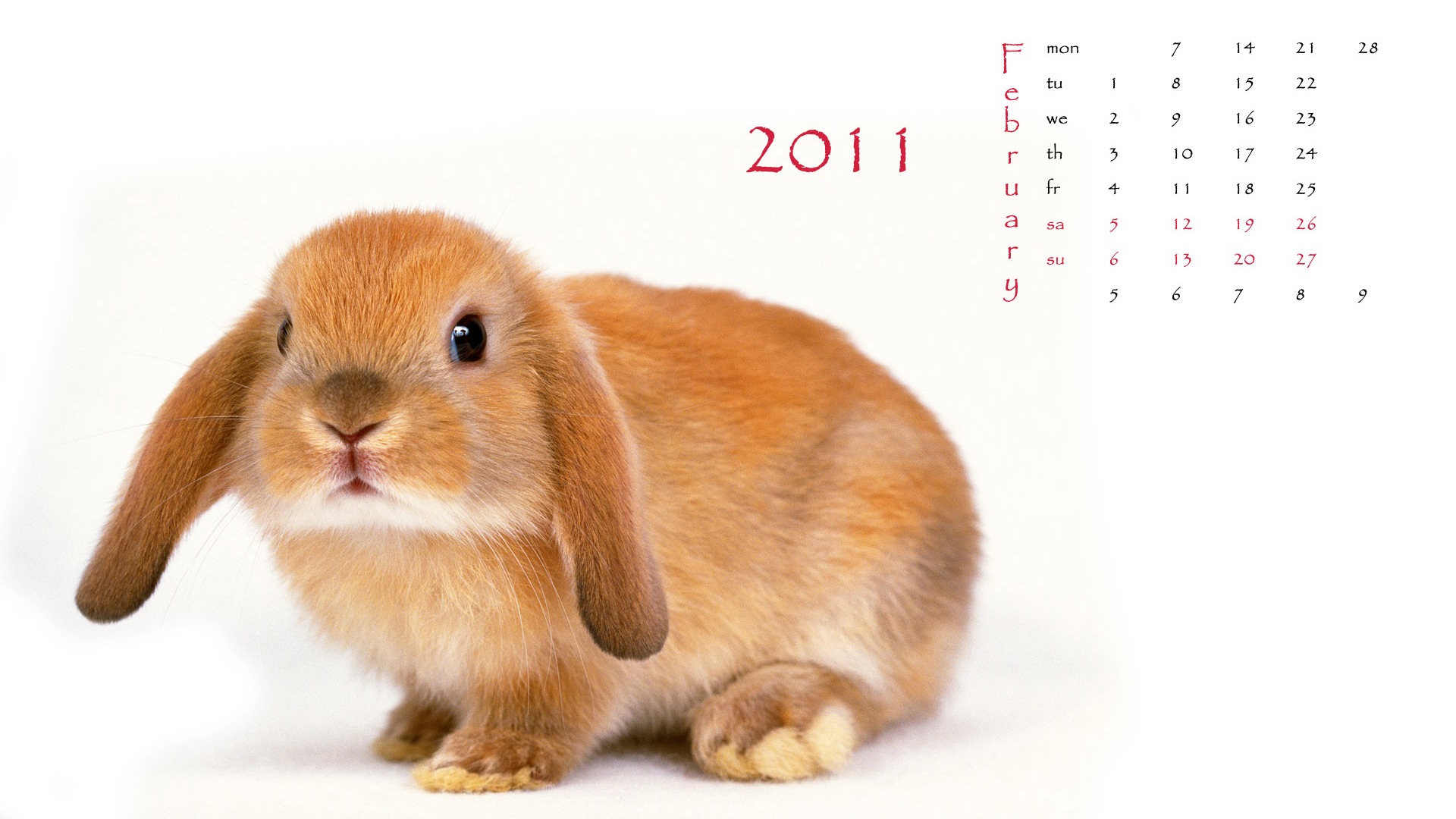 Year of the Rabbit 2011 calendar wallpaper (1) #1 - 1920x1080