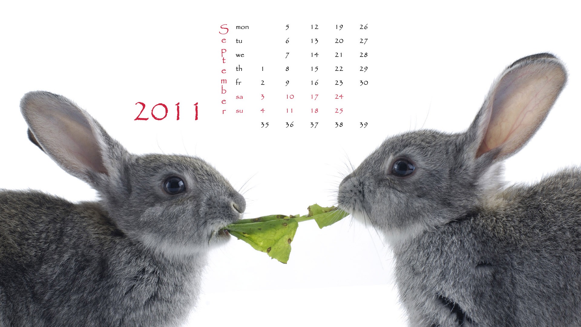 Year of the Rabbit 2011 calendar wallpaper (1) #9 - 1920x1080