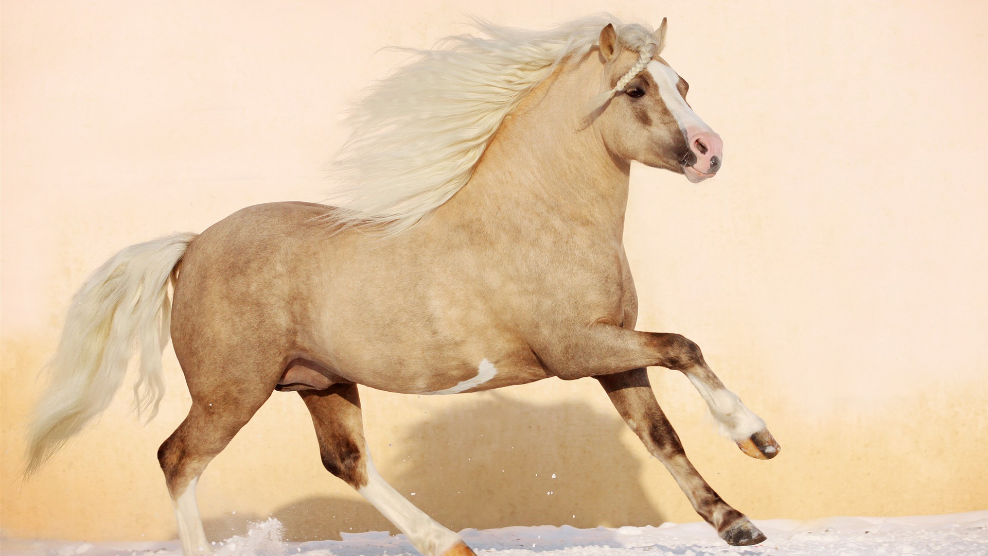 Super Pferd Fototapete (1) #10 - 1920x1080