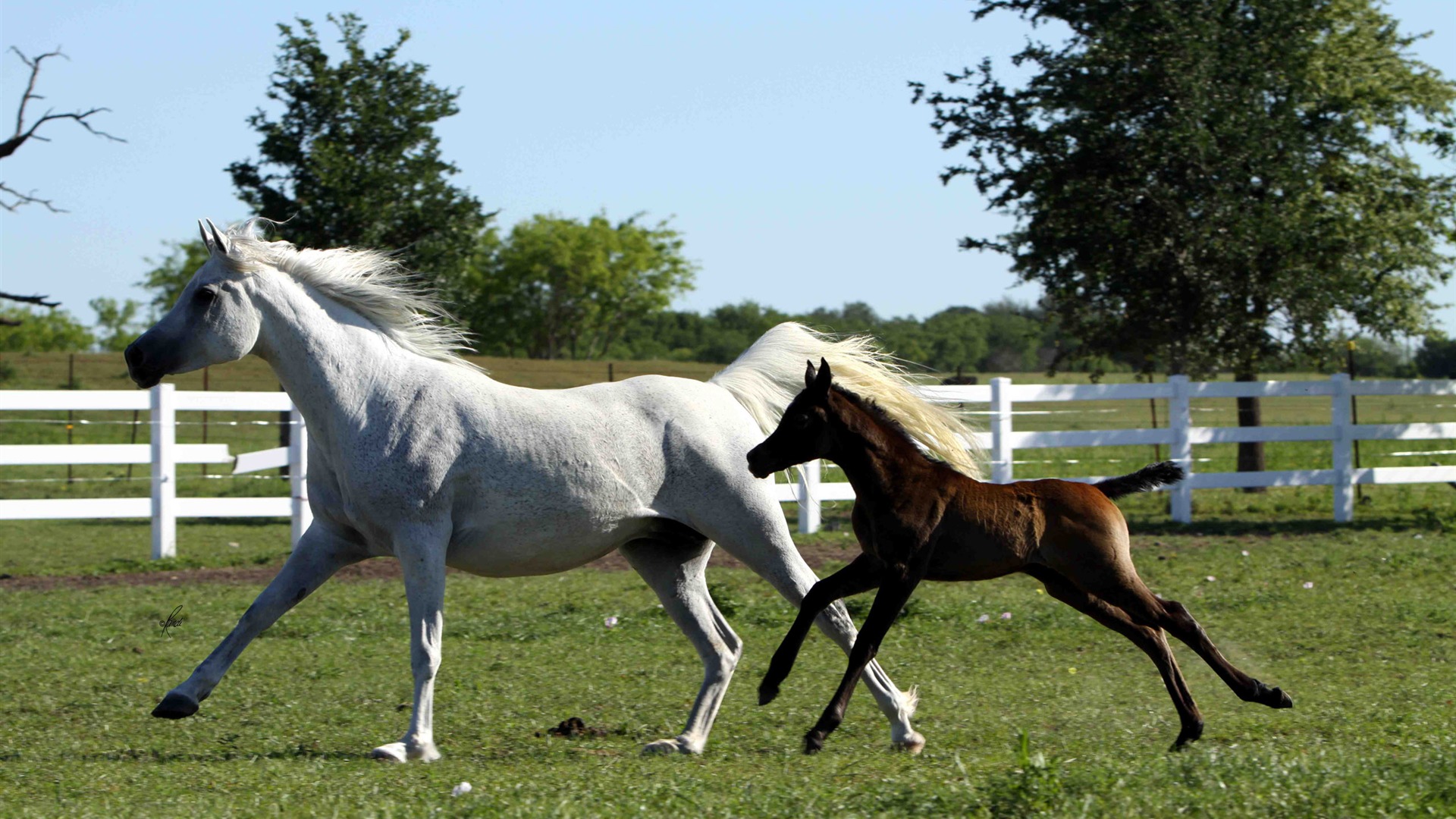 Супер лошадь фото обои (1) #14 - 1920x1080