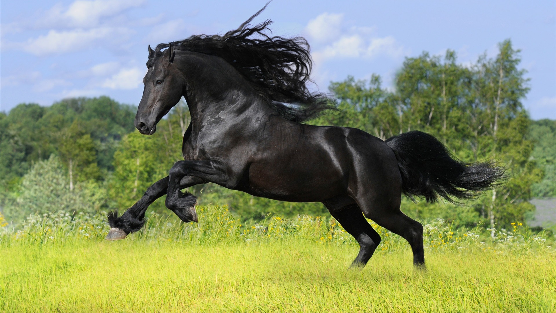 Super horse photo wallpaper (1) #20 - 1920x1080