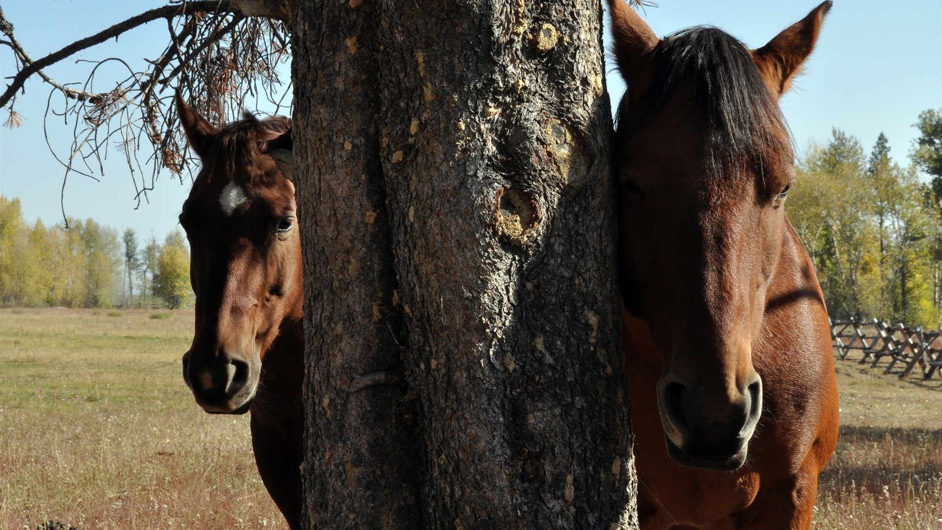 Super horse photo wallpaper (2) #10 - 1920x1080