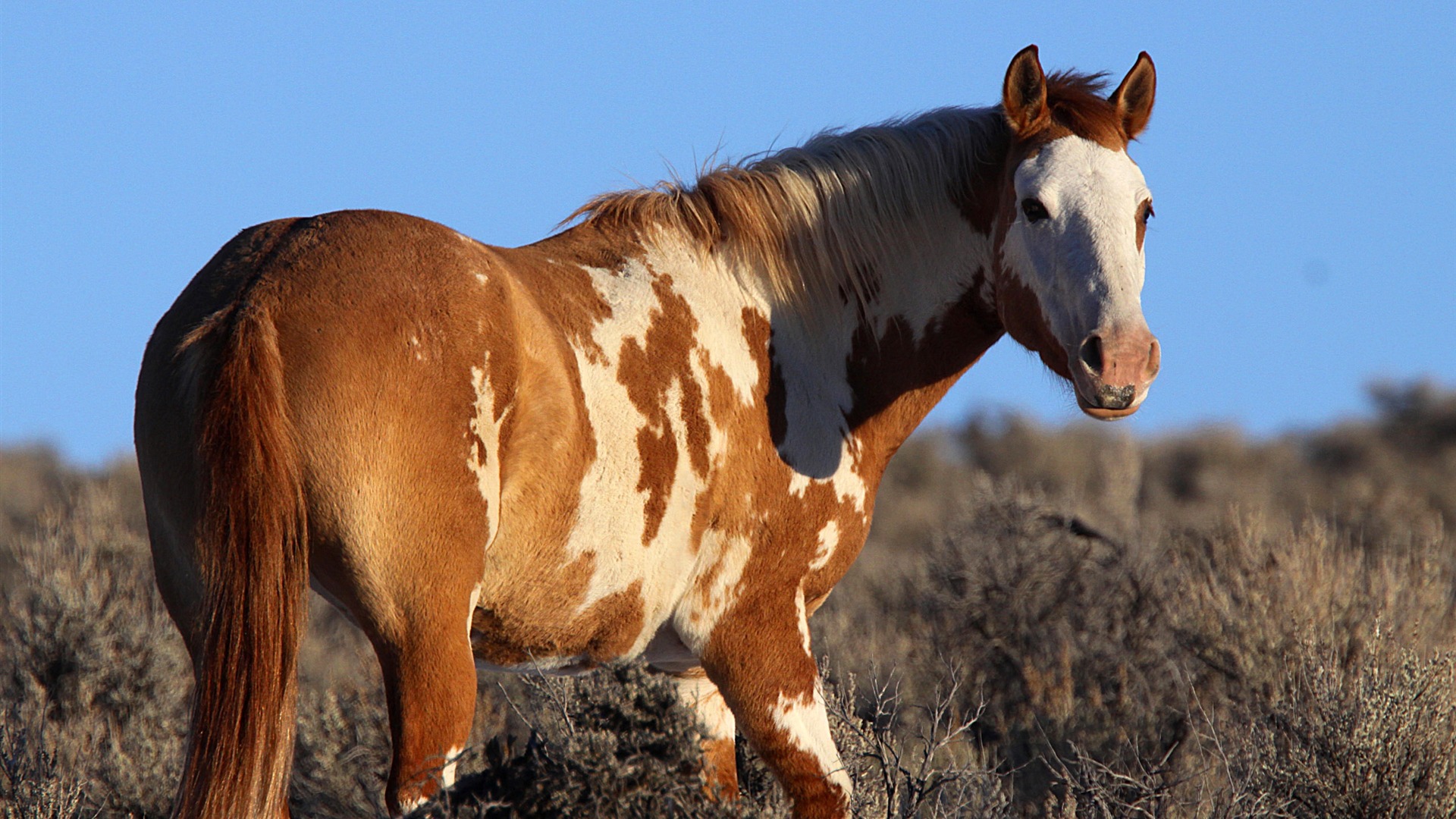 Super horse photo wallpaper (2) #17 - 1920x1080