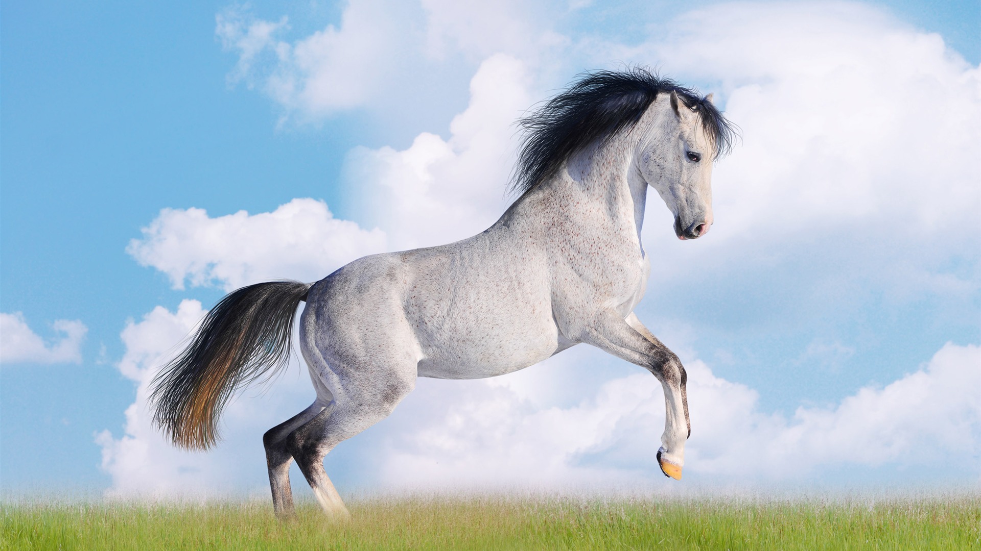 Super horse photo wallpaper (2) #20 - 1920x1080