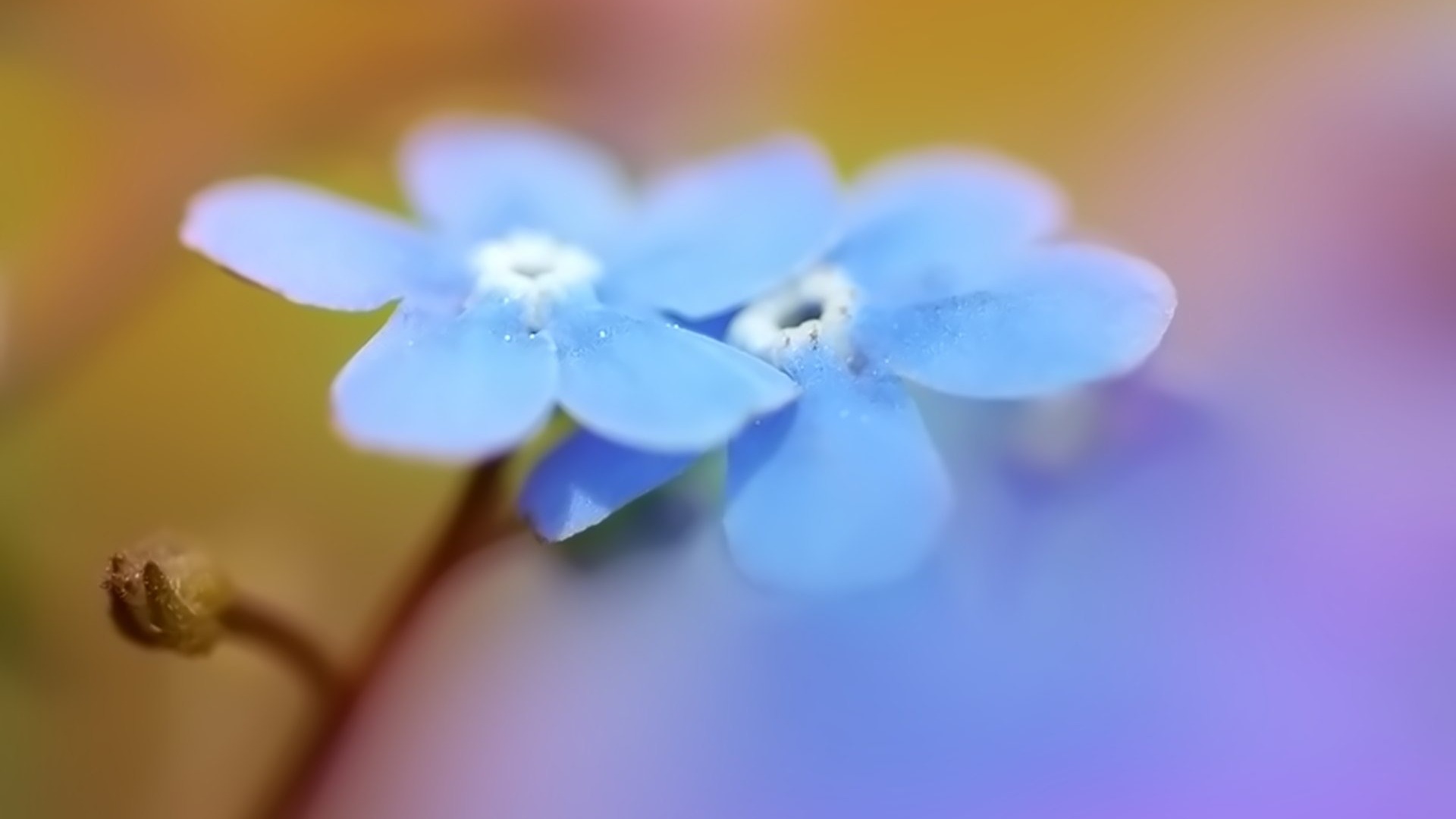 成雙的花兒和綠葉 壁紙(一) #5 - 1920x1080