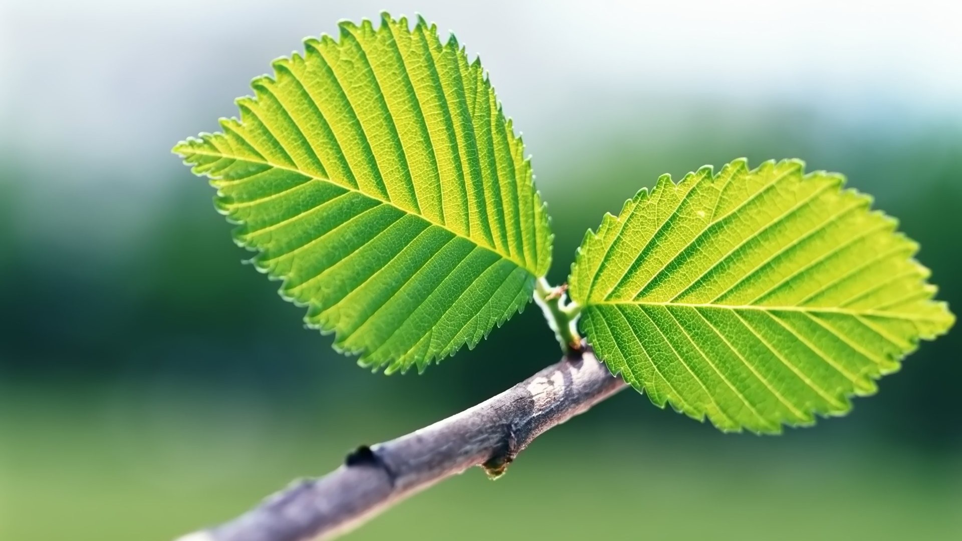 Pairs of flowers and green leaves wallpaper (2) #2 - 1920x1080