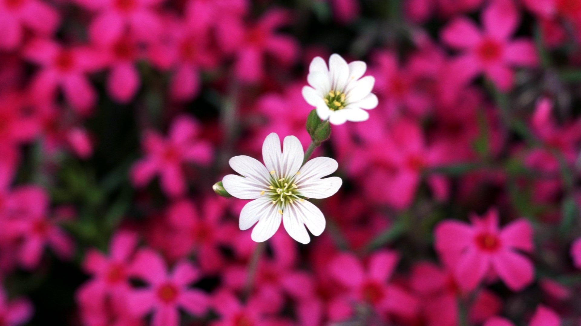 Pairs of flowers and green leaves wallpaper (2) #4 - 1920x1080