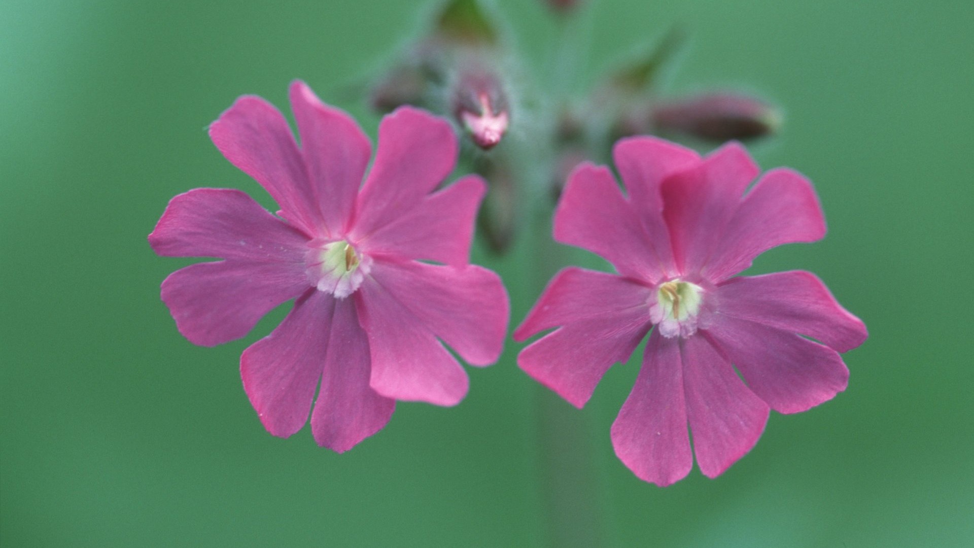 Pairs of flowers and green leaves wallpaper (2) #5 - 1920x1080