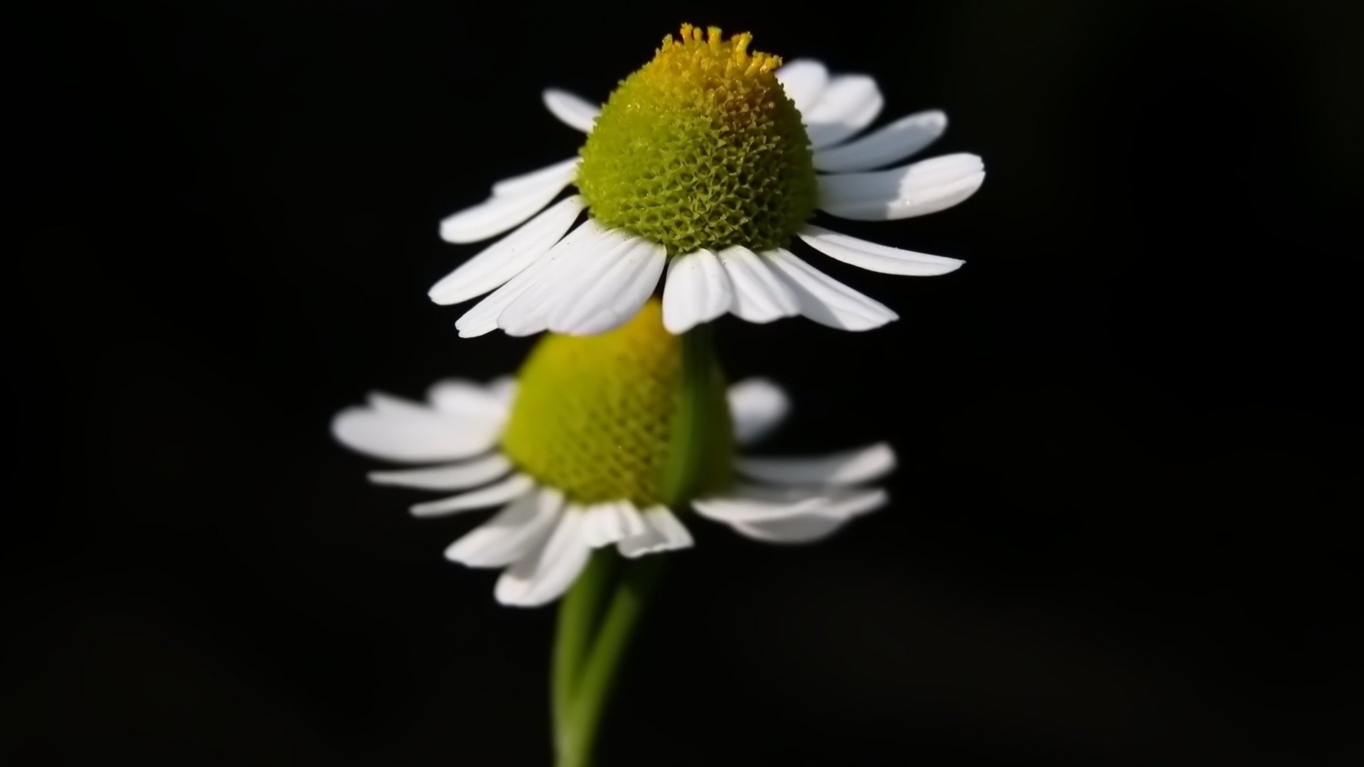 Pairs of flowers and green leaves wallpaper (2) #7 - 1920x1080