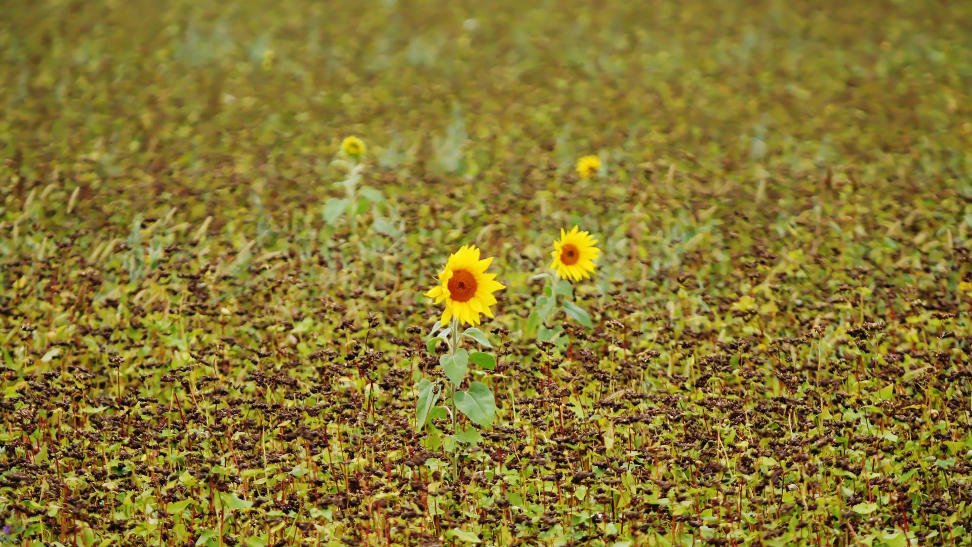 Pairs of flowers and green leaves wallpaper (2) #16 - 1920x1080