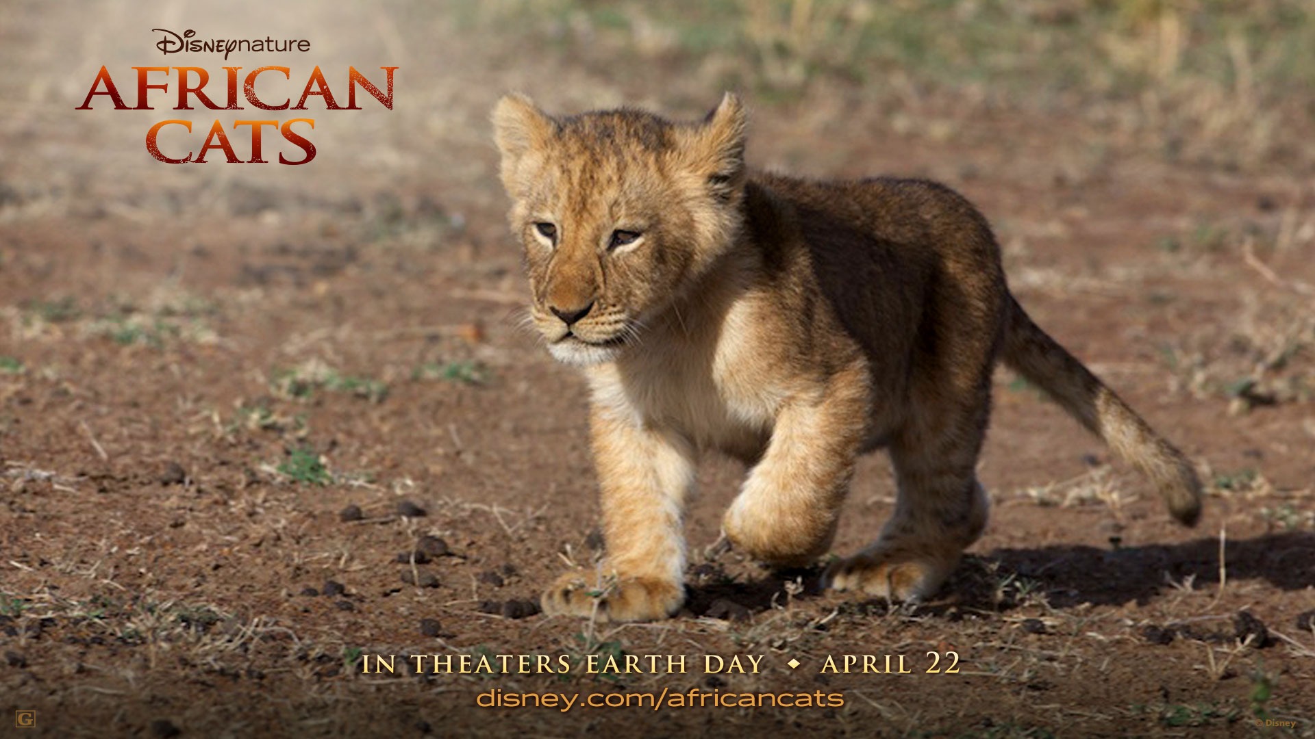 African Cats: Kingdom of Courage 非洲猫科：勇气国度4 - 1920x1080