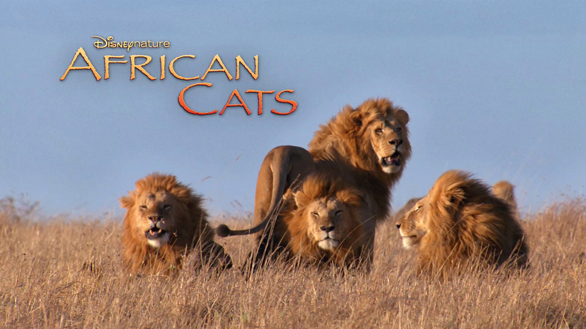 アフリカの猫：勇気の王国壁紙 #6 - 1920x1080