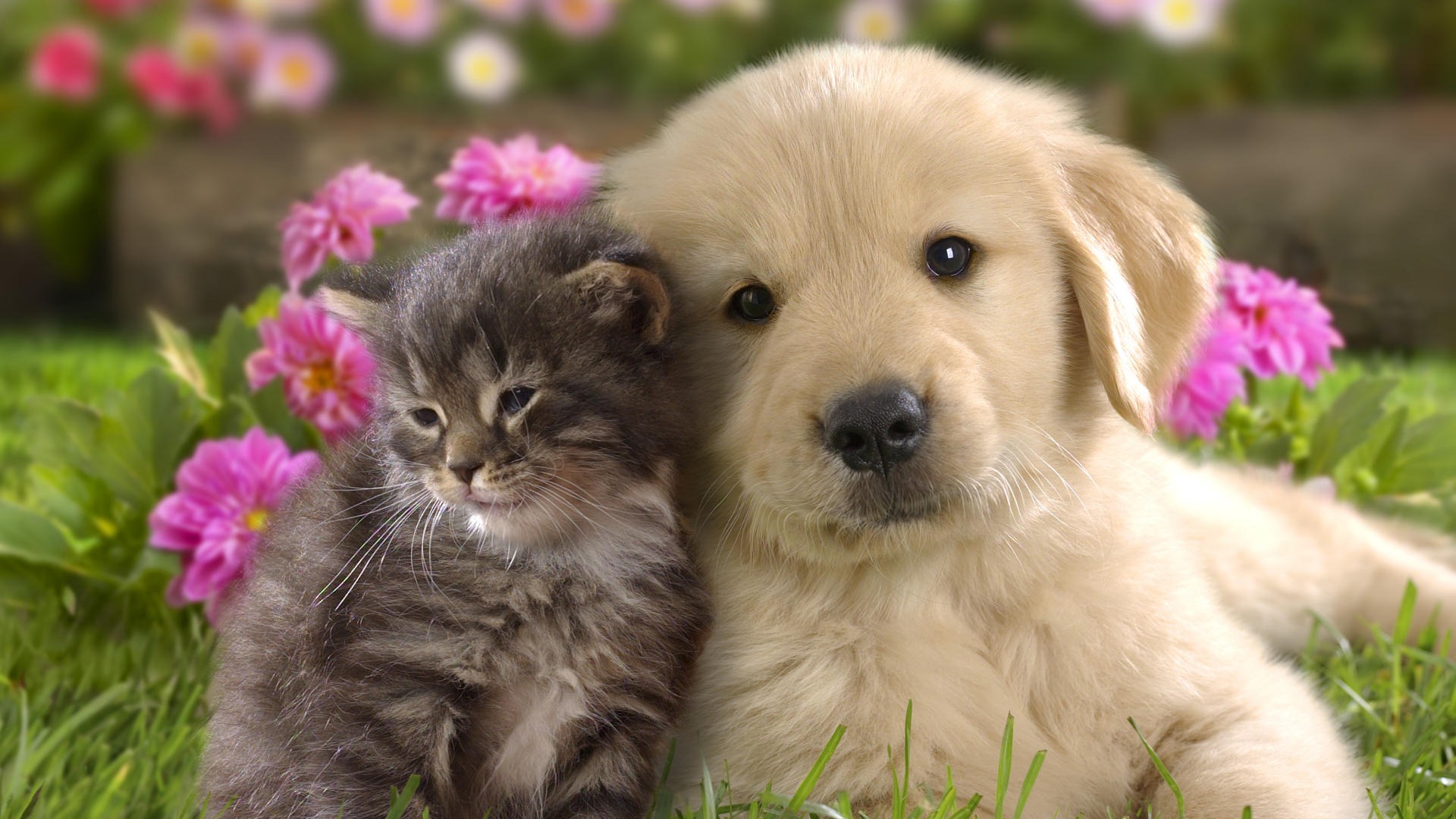 Animal Widescreen Wallpapers Collection (28) #13 - 1920x1080