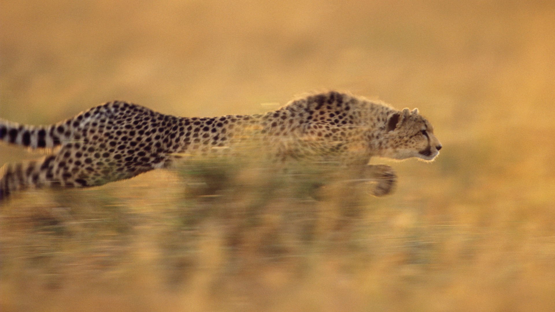 Animal Widescreen Wallpapers Collection (31) #6 - 1920x1080