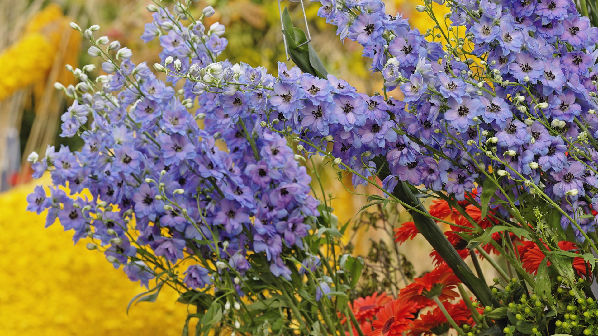 ワイドスクリーンの壁紙の花に近い(32)を開く #4 - 1920x1080