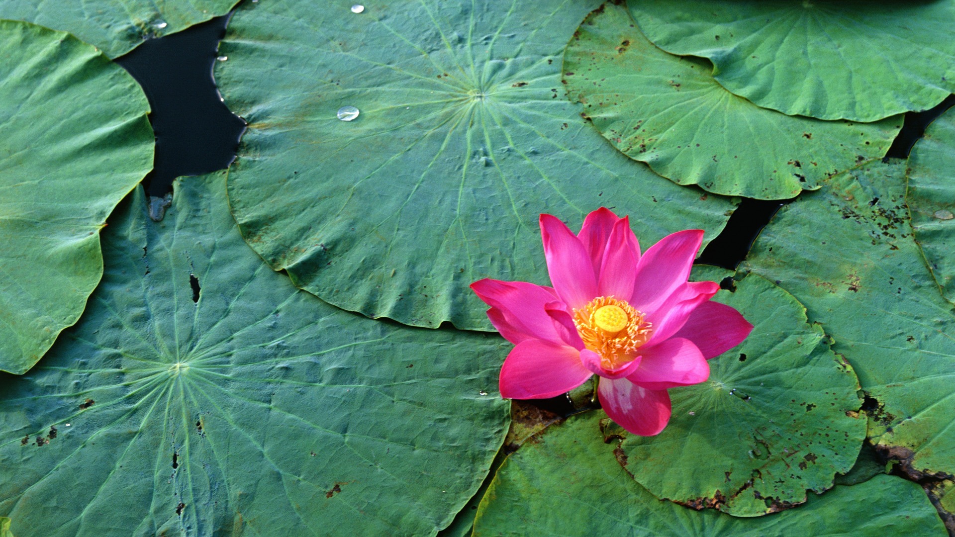 ワイドスクリーンの壁紙の花に近い(32)を開く #7 - 1920x1080