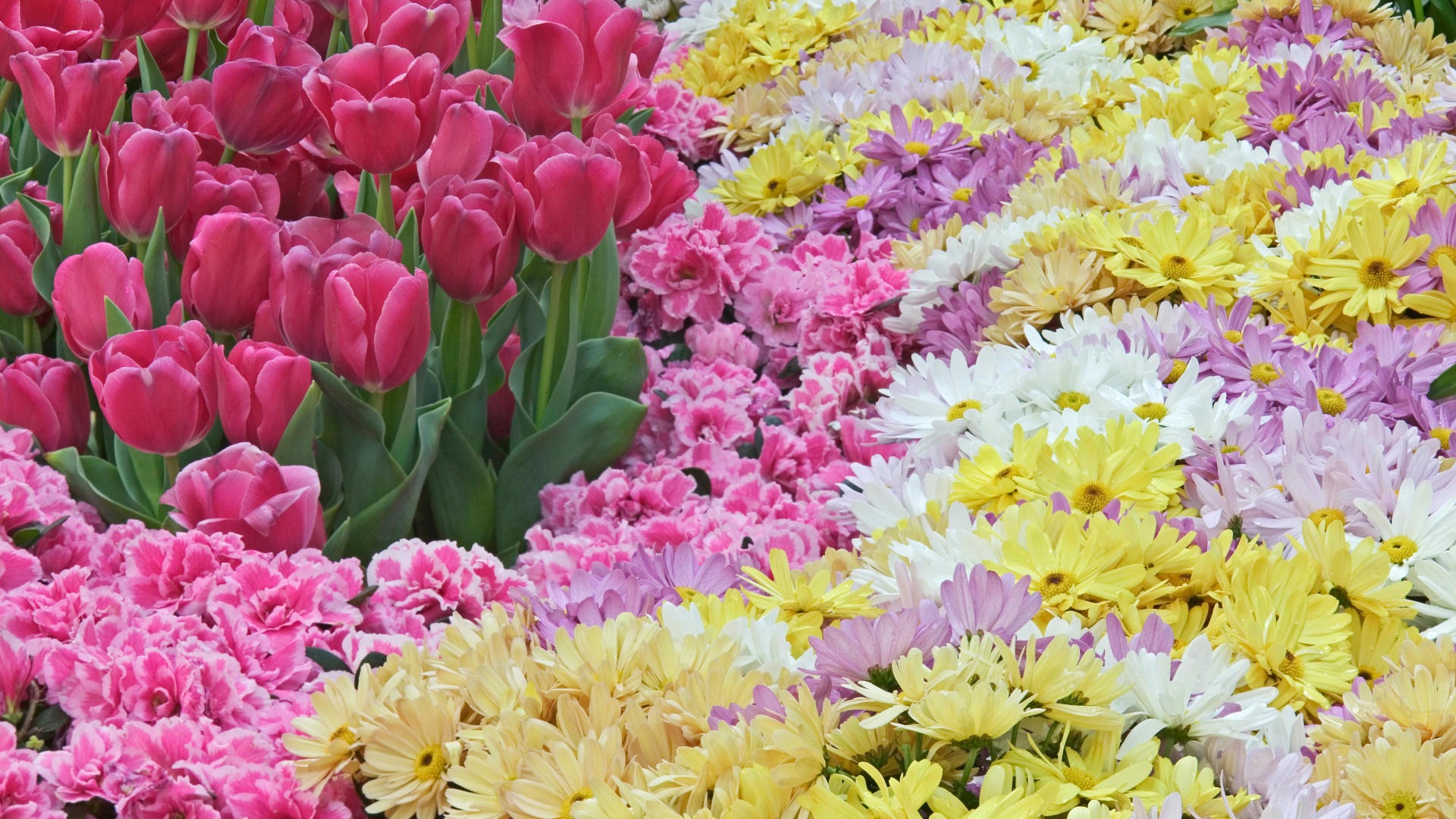 寬屏鮮花特寫 壁紙(33) #19 - 1920x1080