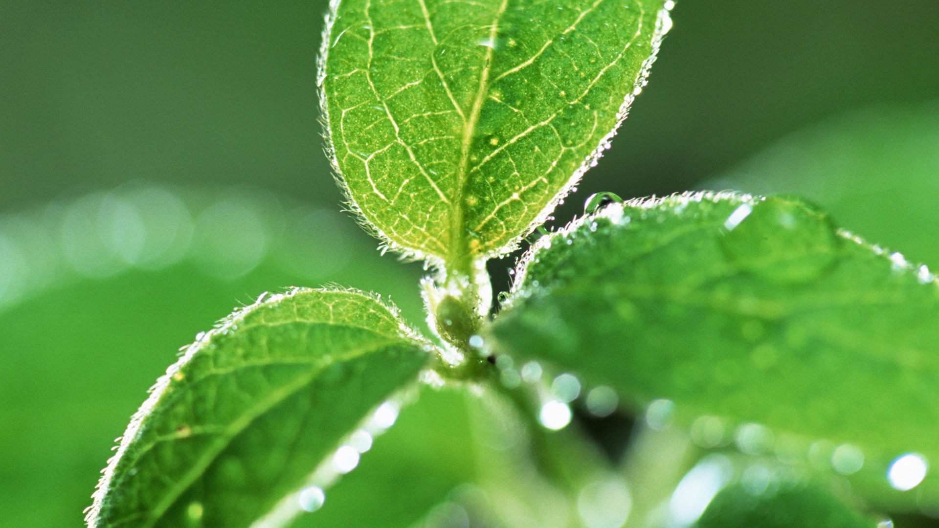 Green leaf with water droplets HD wallpapers #1 - 1920x1080