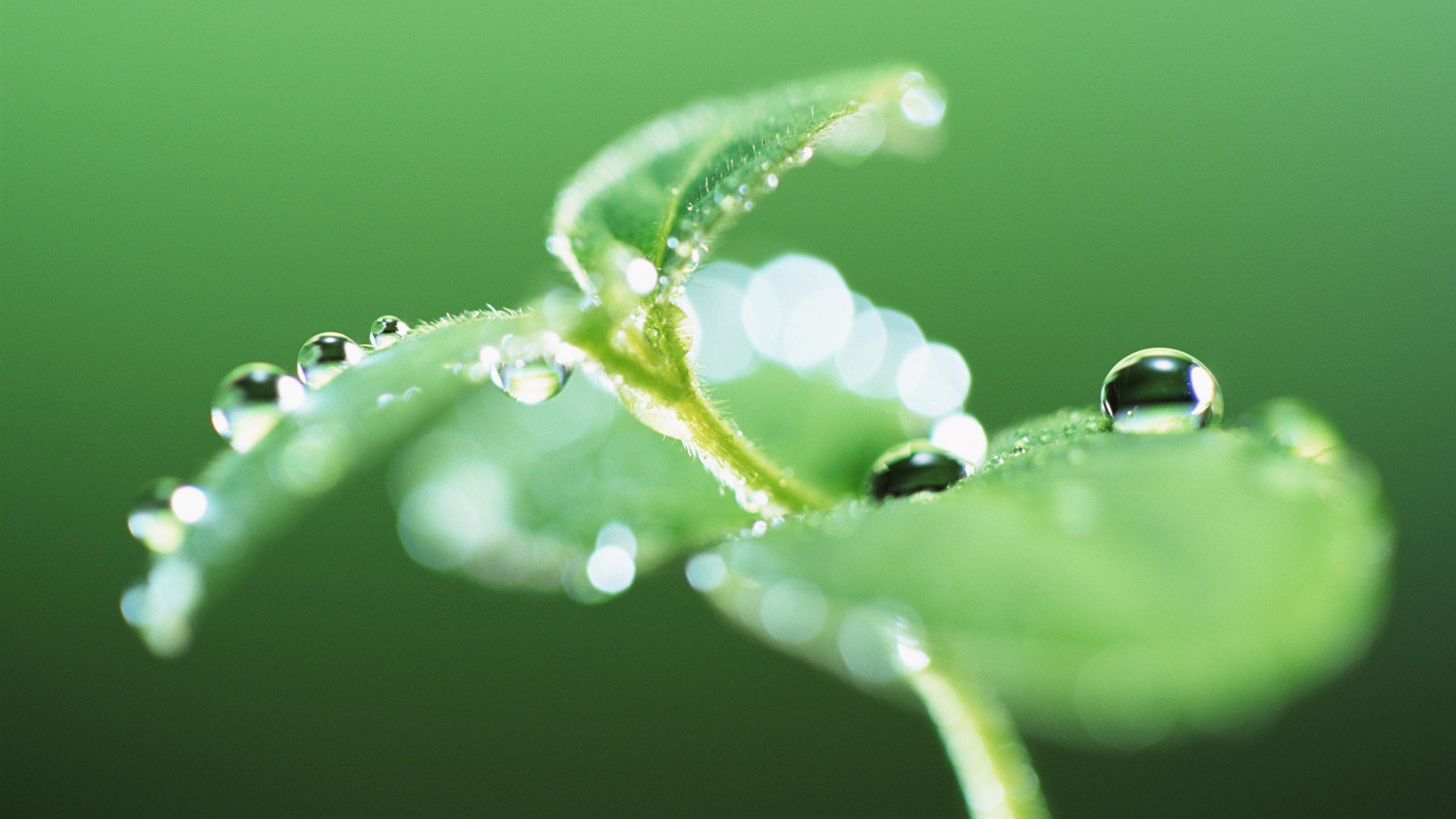 Green leaf with water droplets HD wallpapers #3 - 1920x1080