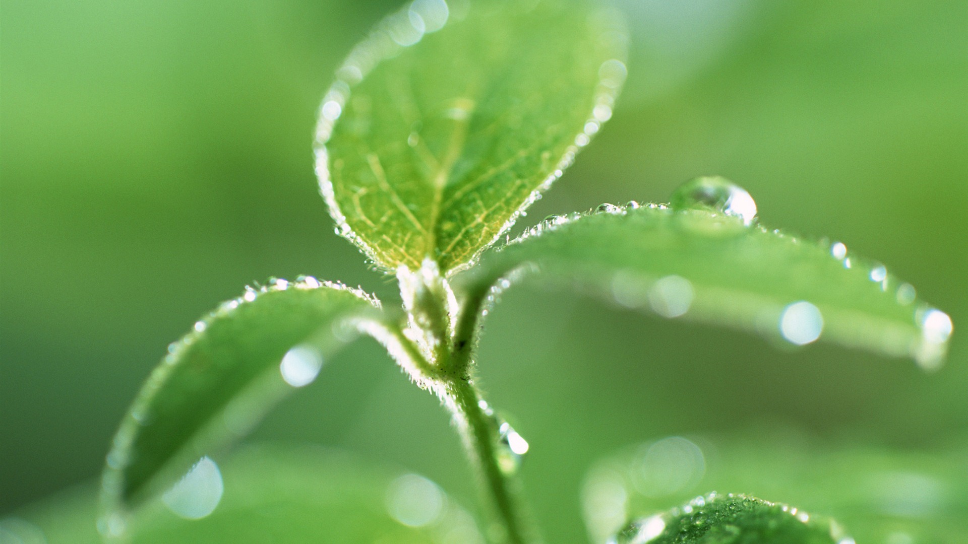 Green leaf with water droplets HD wallpapers #4 - 1920x1080