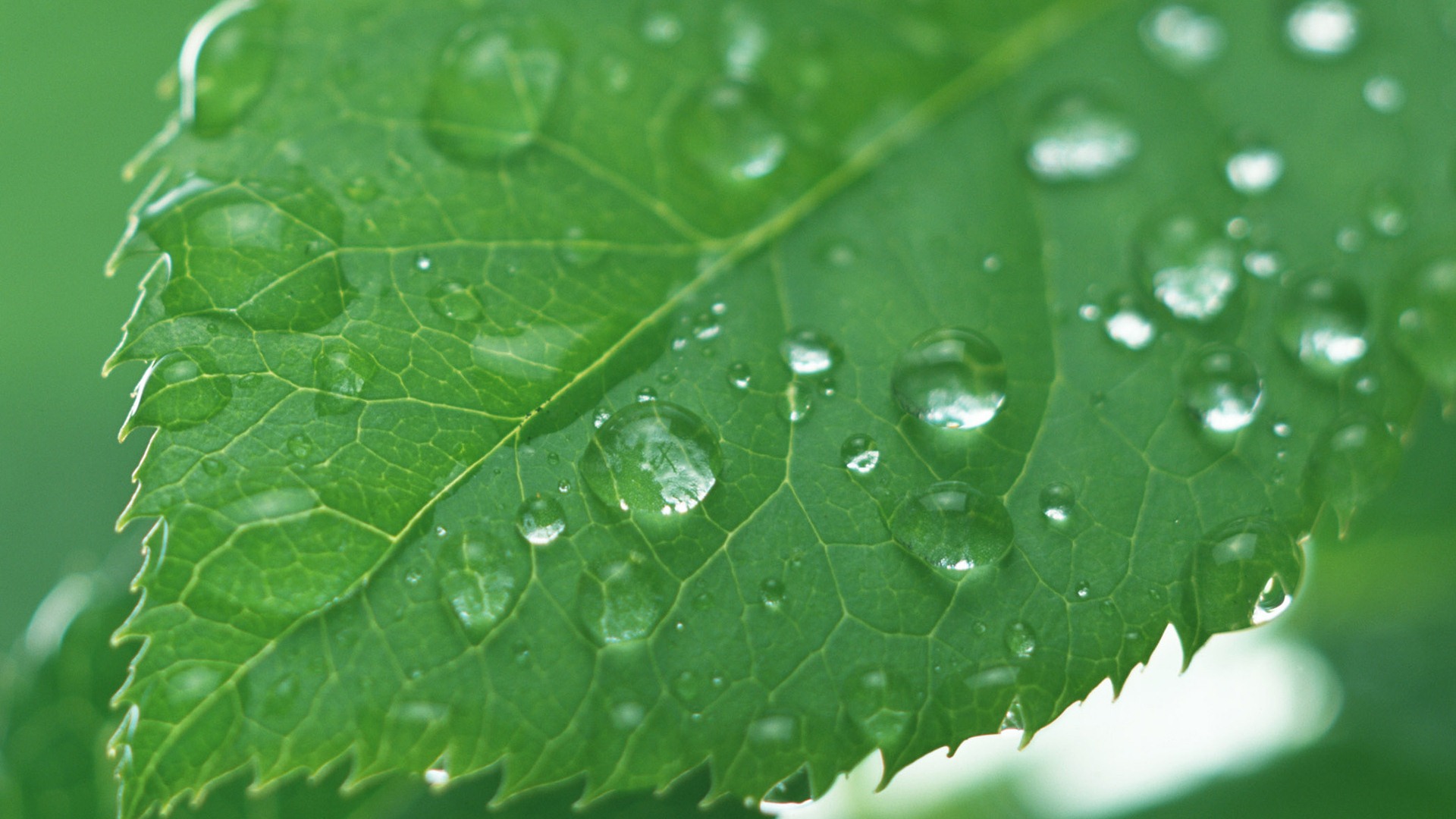 Green leaf with water droplets HD wallpapers #11 - 1920x1080