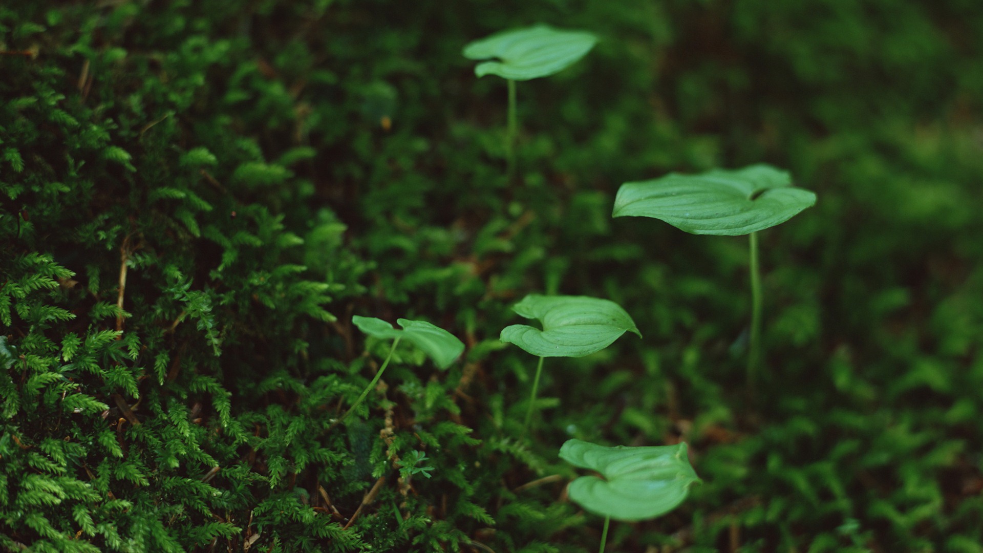 The fresh green shoots close-up wallpaper #15 - 1920x1080