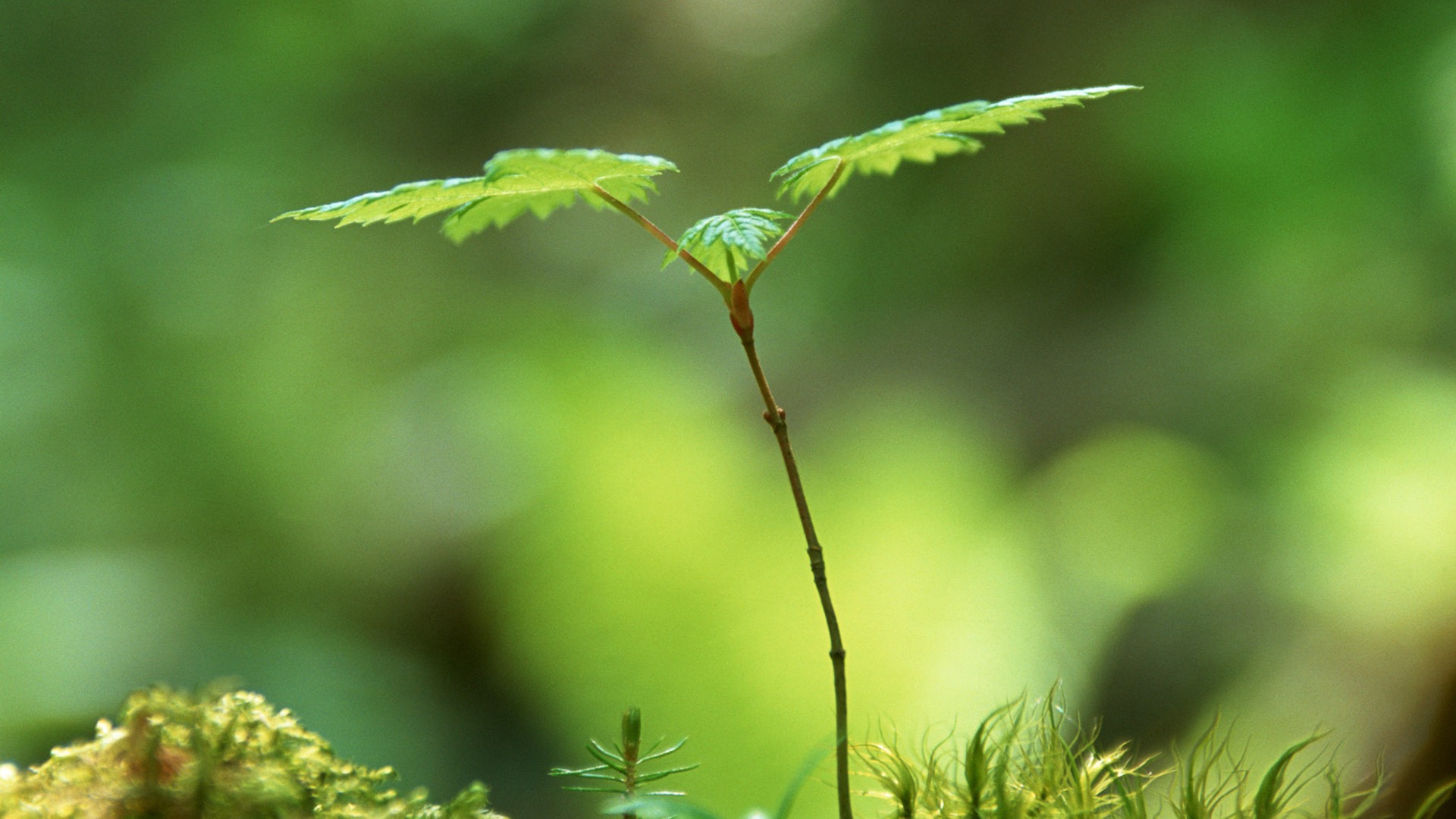 The fresh green shoots close-up wallpaper #22 - 1920x1080