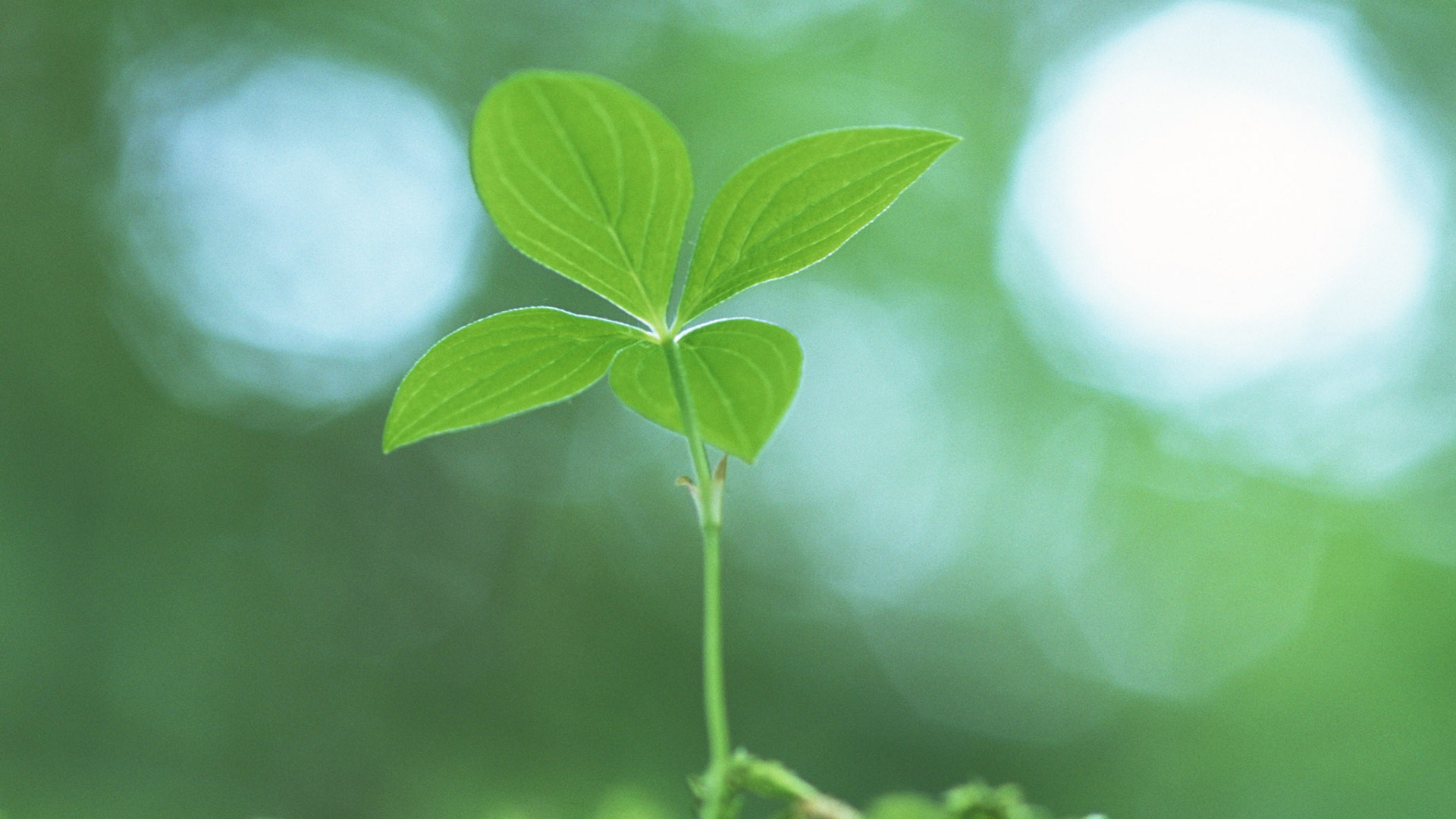 The fresh green shoots close-up wallpaper #25 - 1920x1080