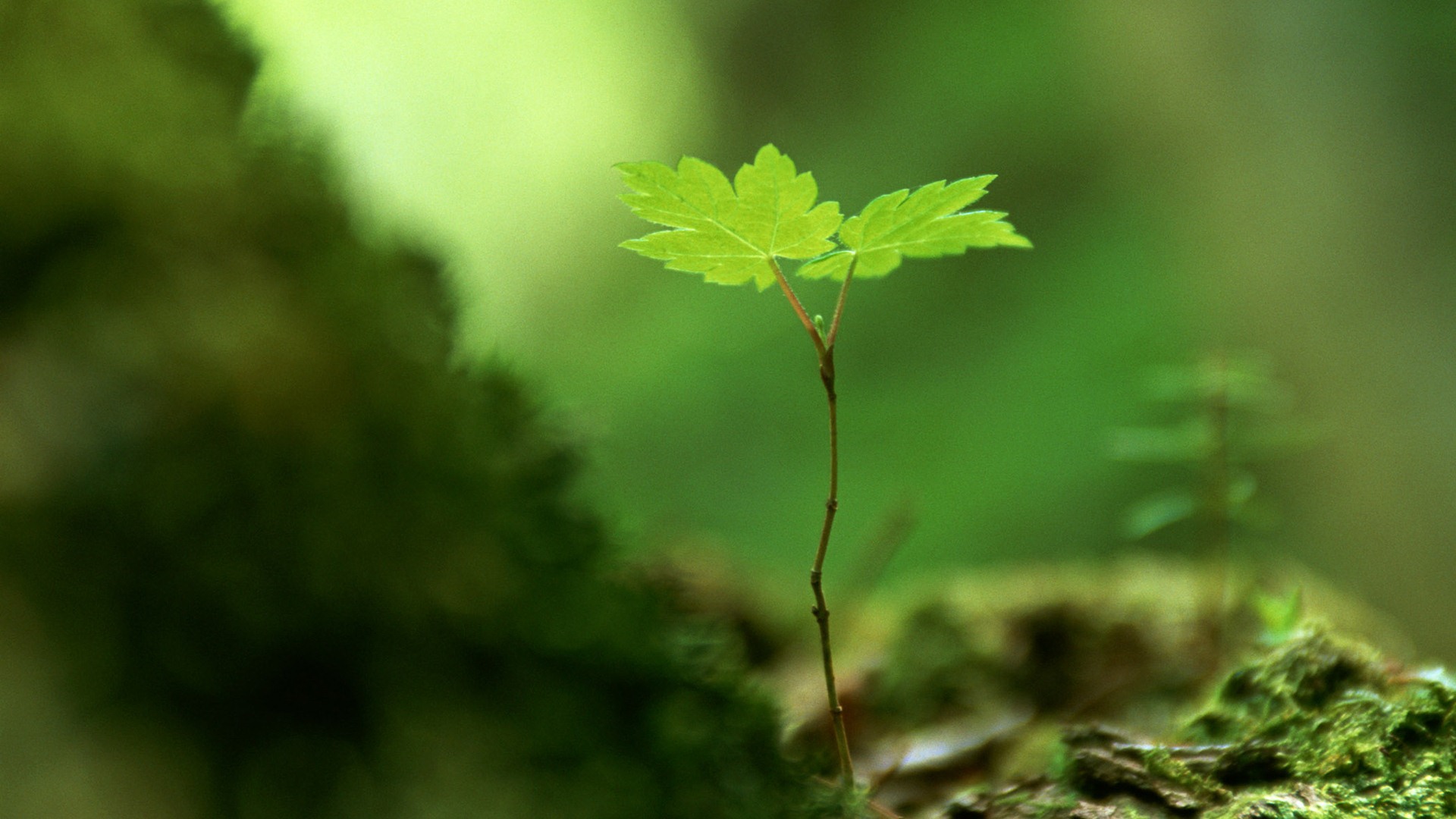 The fresh green shoots close-up wallpaper #29 - 1920x1080