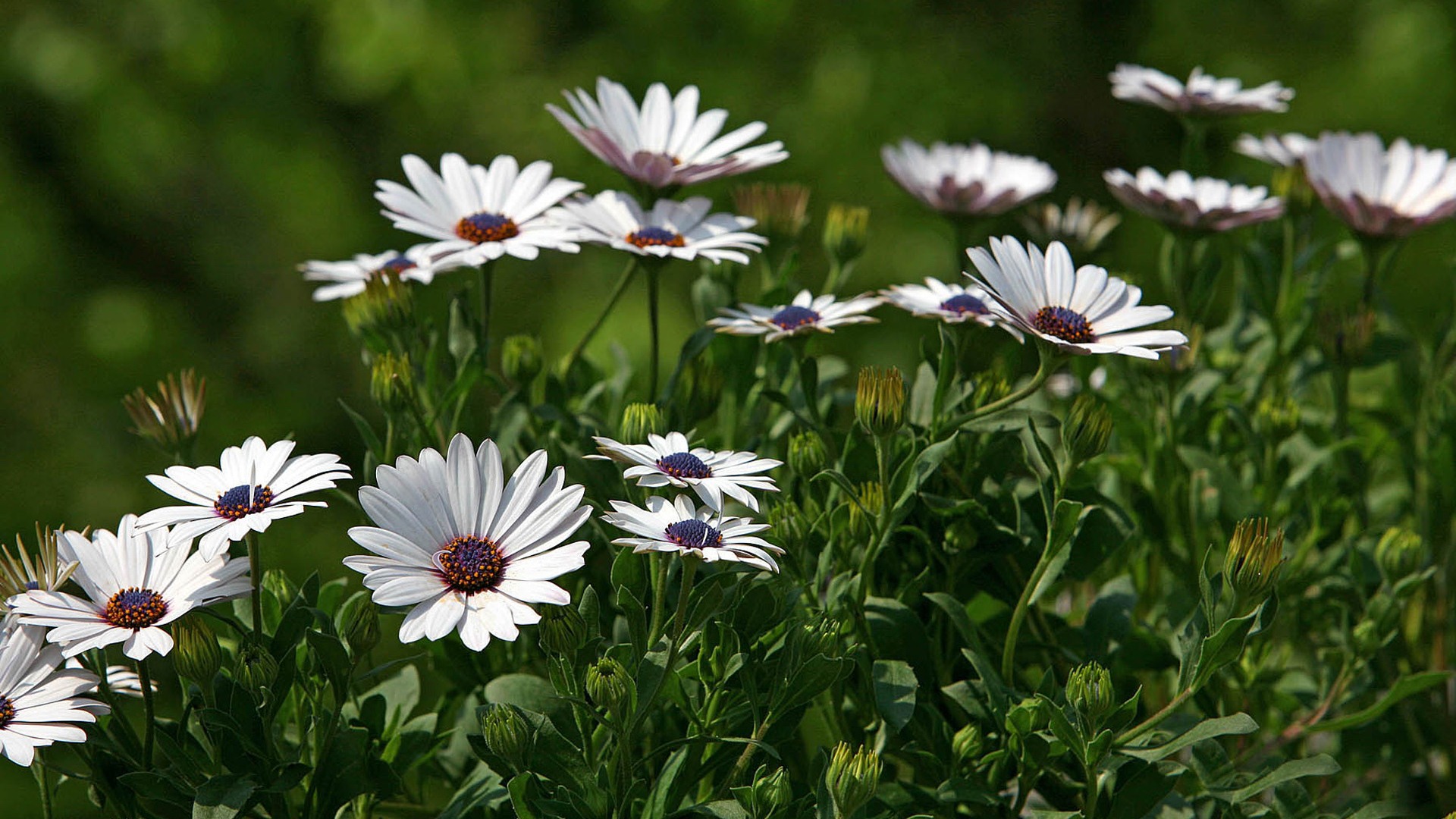 Hermosas flores de caléndula fondos de pantalla #4 - 1920x1080